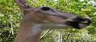 A native whitetail deer that lives in the Breaks Interstate Park