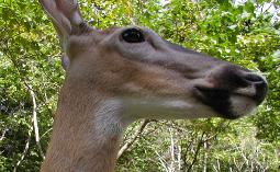 Whitetail deer are native to our area.